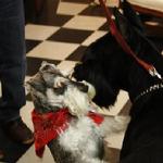 Benji the Gallery Dog