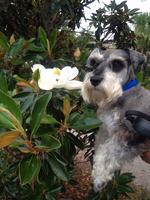 Benji the Gallery Dog