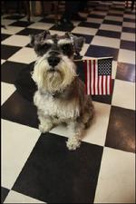 the Adventures of Benji, the Gallery Dog