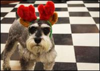 the Adventures of Benji, the Gallery Dog