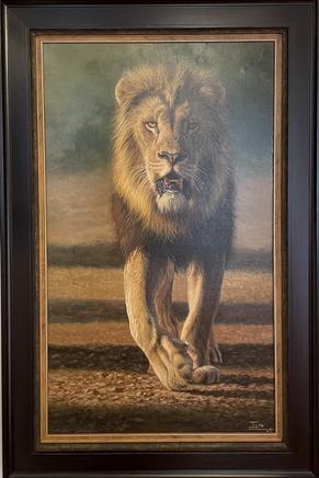 Lion Running Africa Ilse De Valinas Eye Contact
